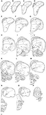 Putative Adult Neurogenesis in Old World Parrots: The Congo African Grey Parrot (Psittacus erithacus) and Timneh Grey Parrot (Psittacus timneh)